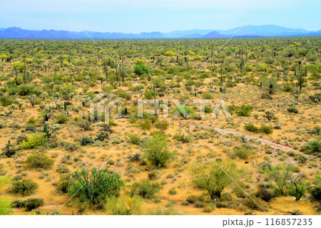 Central Sonora Desert Arizona 116857235