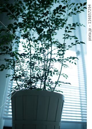 観葉植物 観葉植物 116857294