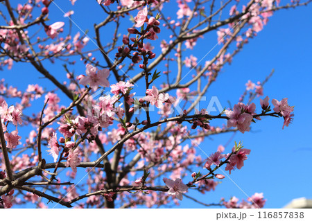 美しく咲く桃の花 116857838