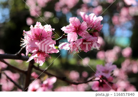 美しく咲く桃の花 116857840