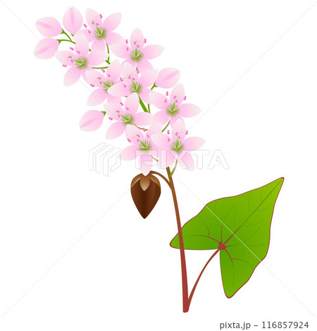 A branch of buckwheat with flowers and fruits. A branch of buckwheat with flowers and fruits. 116857924