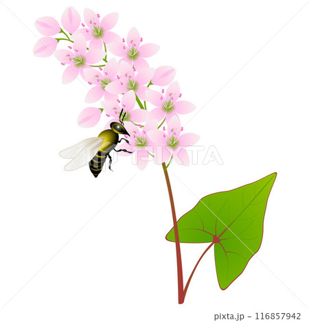 Flowers of buckwheat with a bee on a white background. 116857942