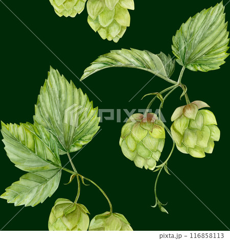 Watercolor hand drawn pattern with green branches of hops on dark green background 116858113