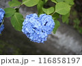 青いハートの紫陽花 116858197