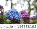 青い紫陽花 116858198