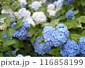 青と白の紫陽花 116858199