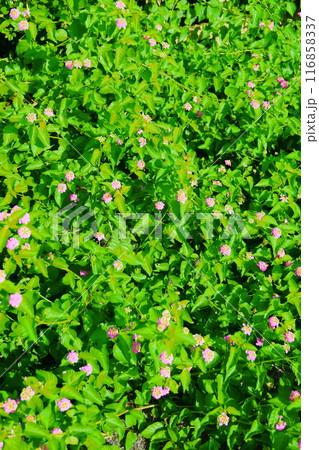 ランタナの花(背景素材) ランタナの花(背景素材) 116858337