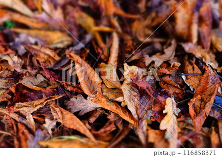 colorful braun autumn leaves background 116858371