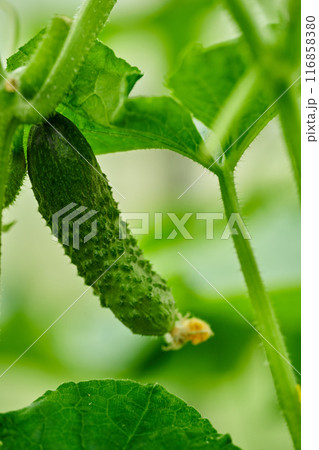 Young green cucumbers vegetables hanging on lianas of cucumber plants in green house Young green cucumbers vegetables hanging on lianas of cucumber plants in green house 116858380