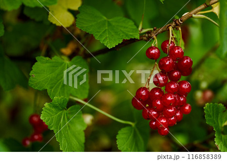 Branch of ripe red currant in a home garden 116858389