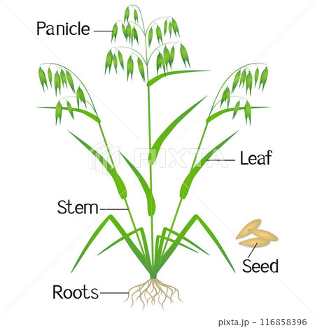 An illustration showing parts of a oat plant. 116858396