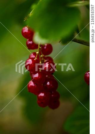 Branch of ripe red currant in a home garden Branch of ripe red currant in a home garden 116858397