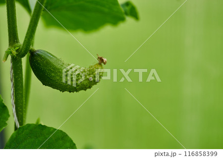 Young green cucumbers vegetables hanging on lianas of cucumber plants in green house 116858399