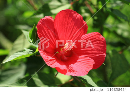 赤いタイタンビカスの花 116858434