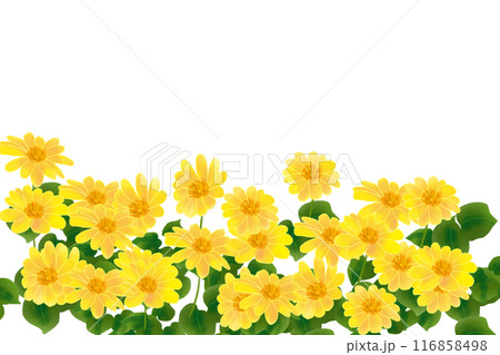 チトニアの花のカード1 チトニアの花のカード1 116858498