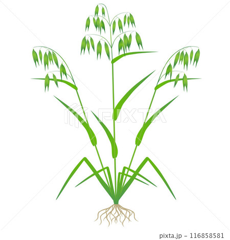 Green oats with roots isolated on white background. Green oats with roots isolated on white background. 116858581