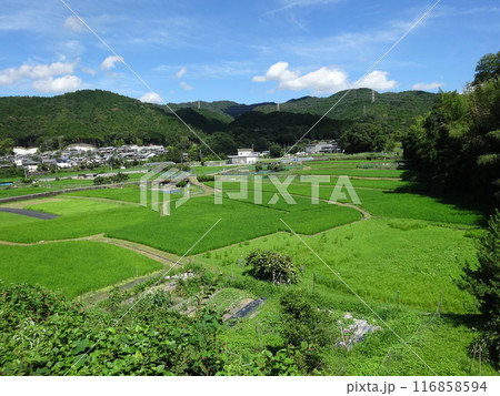 大阪府高槻市原の風景 116858594