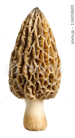 Morel mushroom Super detailed White background 116858605