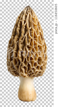 Morel mushroom Super detailed White background 116858605