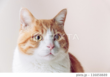 横を見つめる猫 横を見つめる猫 116858689