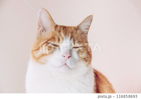 優しい表情をする猫 優しい表情をする猫 116858693