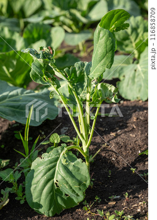 Cauliflower leaves damaged by the Pyrrhocoris apterus beetle in a garden bed. Plant diseases. 116858709