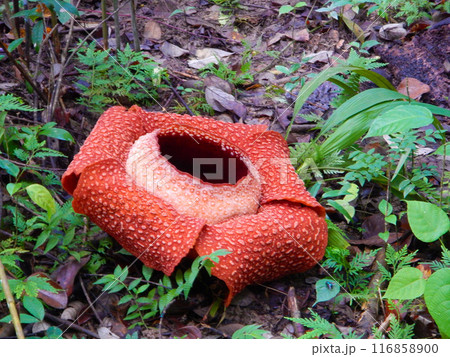 コタキナバルのラフレシア　ボルネオ島　1 116858900