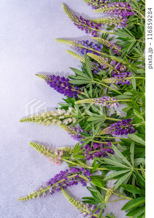 Lupine flowers. Purple and pink bud. Lupine flowers. Purple and pink bud. 116859284