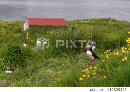 Atlantic puffins standing on grassy cliff with red roof house 116859365