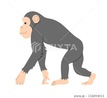 チンパンジー 116859411
