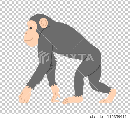 チンパンジー 116859411