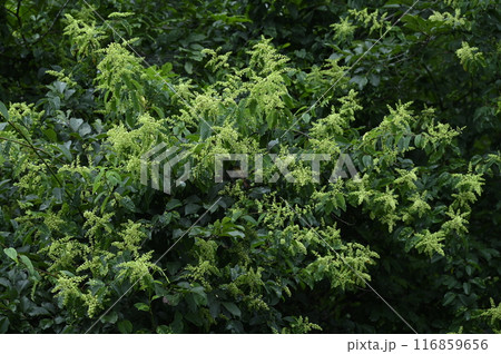 樹冠で咲くクマヤナギの花 樹冠で咲くクマヤナギの花 116859656