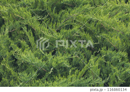 Creeping juniper plant in summer, Juniperus horizontalis, beautiful green background, selective focus. Creeping juniper plant in summer, Juniperus horizontalis, beautiful green background, selective focus. 116860134
