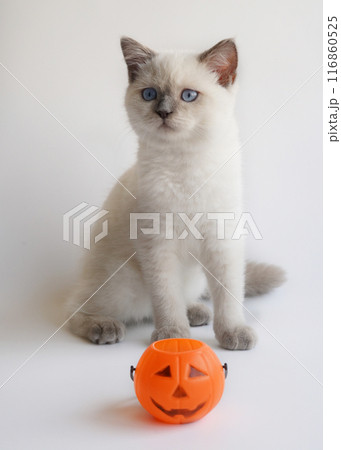 White cat with Halloween bucket White cat with Halloween bucket 116860525