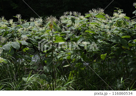 水辺で花をつけるオオイタドリ 水辺で花をつけるオオイタドリ 116860534