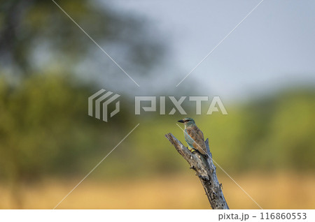 wild multicolor or colourful bird Eurasian or European roller or Coracias garrulus closeup or portrait perched on branch in scenic natural green background at grassland forest of central india asia 116860553