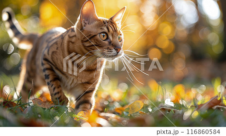 portrait of a Bengal cat cat side view, running in a park 116860584
