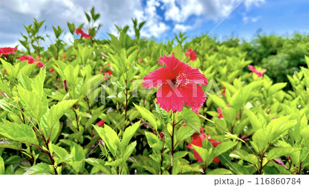 青い空とハイビスカス 青い空とハイビスカス 116860784