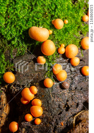Orange red slime mold mushroom Lycogala epidendrum in the autumn forest Orange red slime mold mushroom Lycogala epidendrum in the autumn forest 116860855