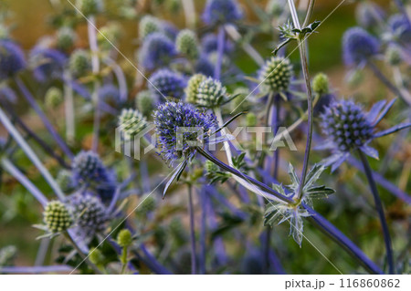 Eryngium Planum Or Blue Sea Holly - Flower Growing On Meadow. Wild Herb Plants Eryngium Planum Or Blue Sea Holly - Flower Growing On Meadow. Wild Herb Plants 116860862