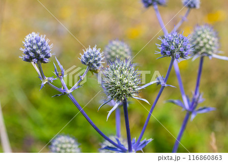 Eryngium Planum Or Blue Sea Holly - Flower Growing On Meadow. Wild Herb Plants 116860863