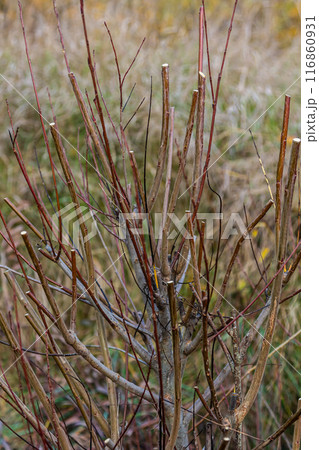 Salix purpurea purple willow or osier is a species of Salix native to most of Europe. Purple willow catkin, Salix purpurea Salix purpurea purple willow or osier is a species of Salix native to most of Europe. Purple willow catkin, Salix purpurea 116860931