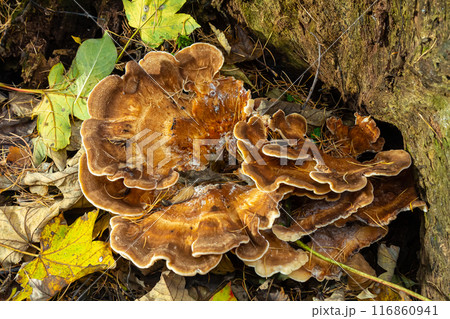 Natural closeup on the Giant Polypore fungus, Meripilus giganteus in the forest Natural closeup on the Giant Polypore fungus, Meripilus giganteus in the forest 116860941