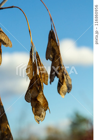 Yellow maple seeds against the blue sky. Macro. Maple branches with golden seeds on a clear sunny day. Close-up. Early spring concept. Bright beautiful nature background Yellow maple seeds against the blue sky. Macro. Maple branches with golden seeds on a clear sunny day. Close-up. Early spring concept. Bright beautiful nature background 116860956