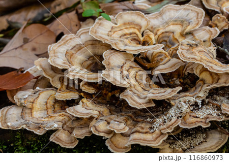 Trametes versicolor, also known as Polyporus versicolor, is a common polypore mushroom found throughout the world and also a well-known traditional medicinal mushroom growing on tree trunks Trametes versicolor, also known as Polyporus versicolor, is a common polypore mushroom found throughout the world and also a well-known traditional medicinal mushroom growing on tree trunks 116860973