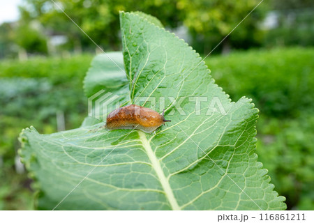 slug, arion vulgaris eating a lettuce leaf in the garden, snails damage leaves in the vegetable patch, pest on home-grown vegetables 116861211