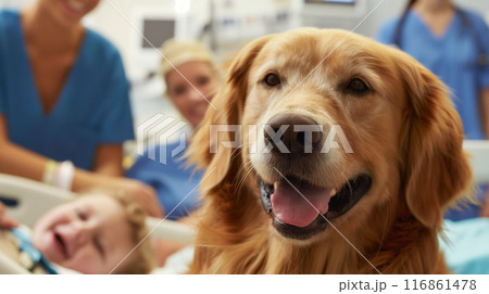 Therapy Dog Visiting Child in Hospital 116861478