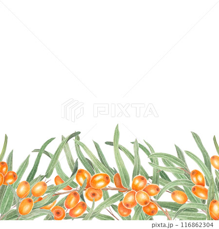 Sea buckthorn branch with orange berries. Branch with Fresh ripe berries and leaves. Hand drawn watercolor illustration isolated on white background.  116862304