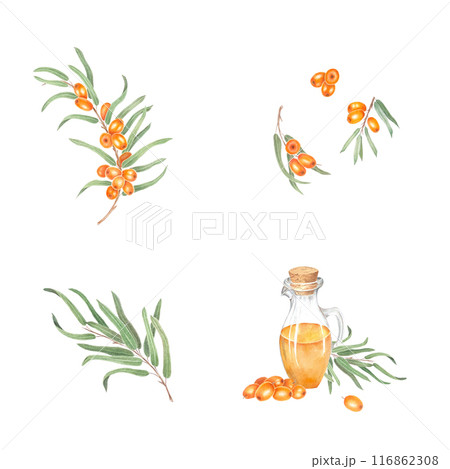 Sea buckthorn branch with orange berries. Branch with Fresh ripe berries and leaves. Hand drawn watercolor illustration isolated on white background.  116862308