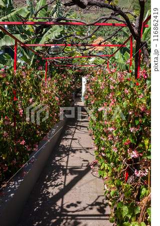 Flower garden in the spring, Madeira, Portugal 116862419